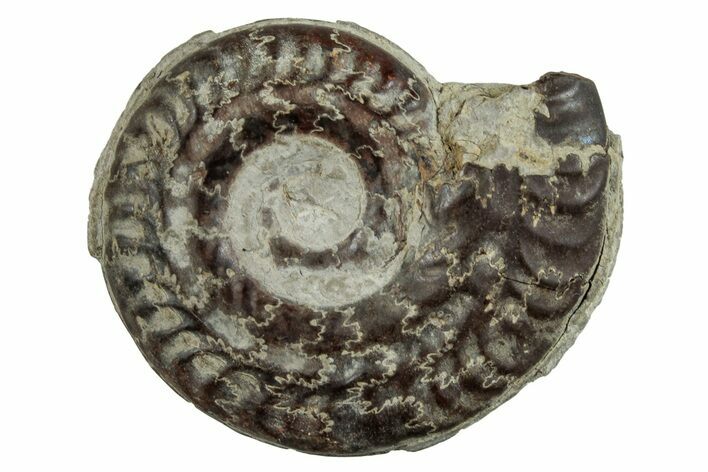 Toarcian Ammonite (Hildoceras) Fossil - France #262991